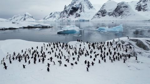 "Это только начало": украинские полярники показали грандиозное возвращение пингвинов