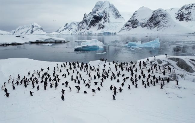 "Это только начало": украинские полярники показали грандиозное возвращение пингвинов