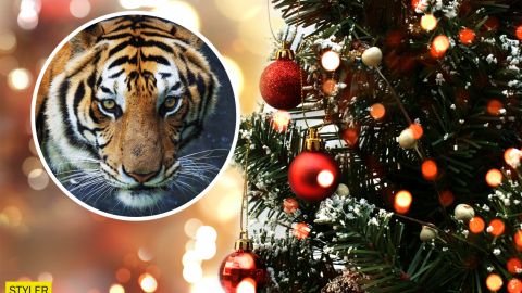 Как украсить новогоднюю елку, чтобы задобрить Тигра: важные советы