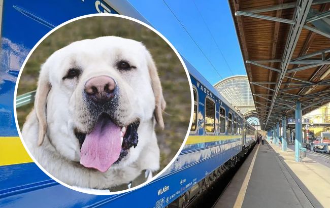 Служебный пес Эрми, которого не пустили в салон поезда, "обратился" к украинцам и "рассказал" свою историю