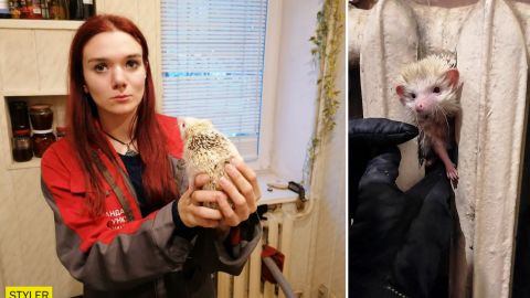 В Киеве всю ночь спасали экзотического ежа, который застрял в батарее (фото)