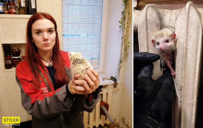 В Киеве всю ночь спасали экзотического ежа, который застрял в батарее (фото)