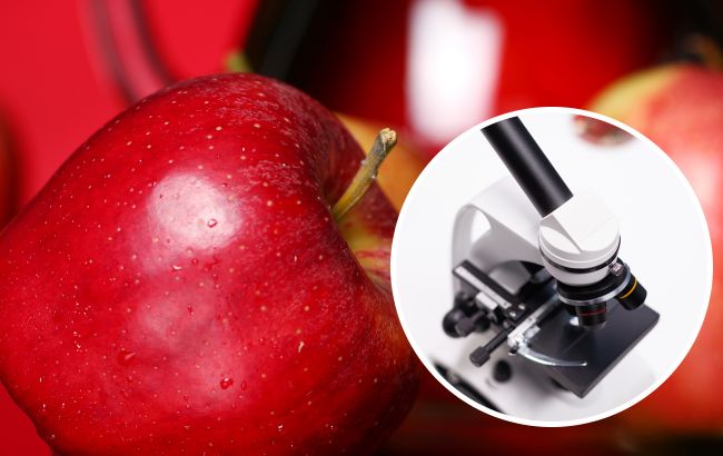 Як виглядає яблуко під мікроскопом і хто там живе. Це важко розбачити
