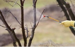 Не поспішайте прибирати сад навесні: несподівана користь "безладу"