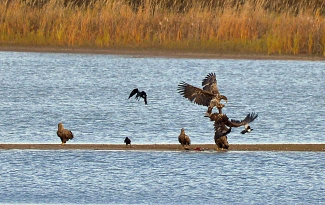 У Чорнобилі група хижаків влаштувала бійку за рибу: яскраве фото