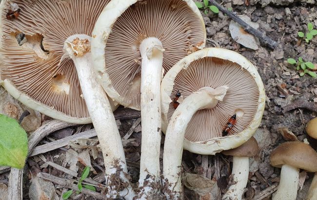 Грибників попередили про небезпеку, яка може коштувати здоров'я чи навіть життя (фото)