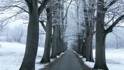 Как правильно подготовить деревья к зиме: советы от эксперта