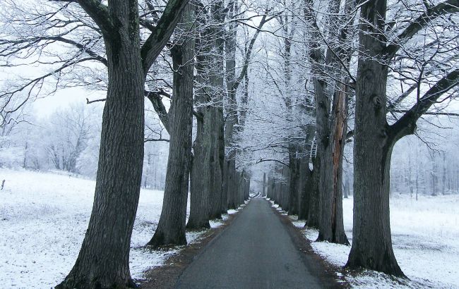 Як правильно підготувати дерева до зими: поради від експерта