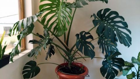 3. Dieffenbachia