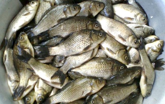 Копійчана прикормка для шаленого кльову риби: додайте "секретний" інгредієнт