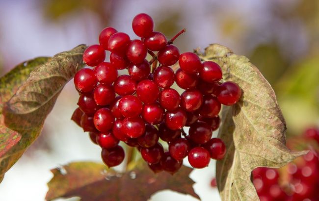 Користь цієї ягоди просто неймовірна: коли потрібно застосовувати калину і кому її категорично не можна