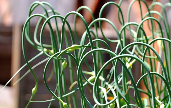 Что указывает на то, что чеснок уже созрел для сбора: основные признаки