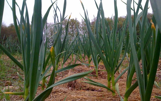 Где и как посадить озимый чеснок, чтобы получить щедрый урожай: секреты от профессиональной огородницы