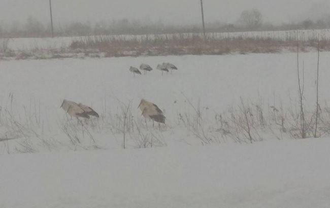 Екологи розказали, як врятувати лелек від морозів та снігопаду