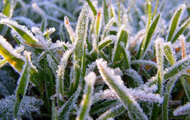 В Україні прогнозують нічні заморозки