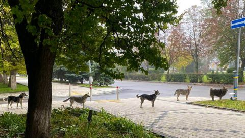 Такого вы точно не видели! В Краматорске собаки выстроились в очередь за едой (фото)