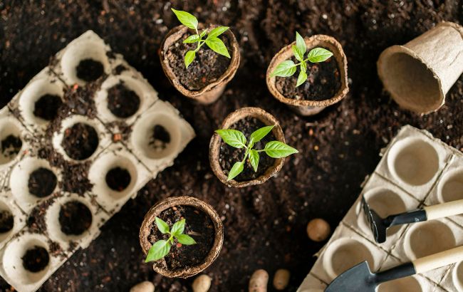 Почему возникают проблемы с рассадой: причины дефектов и как реагировать