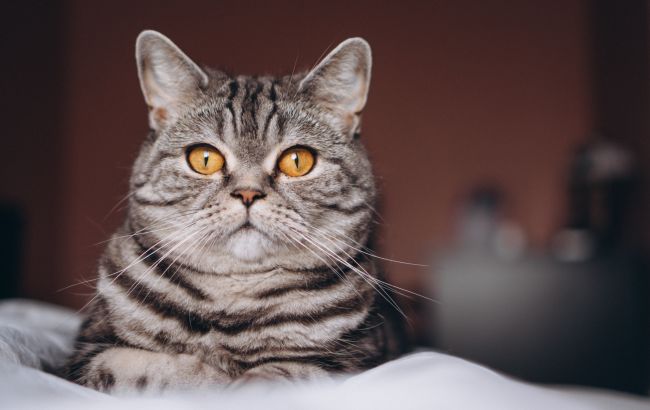 О чем предупреждают коты у входной двери: самые важные приметы о домашних любимцах