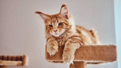 8 самых милых кошек, которые понравятся всем