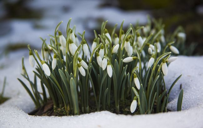 Подснежники за 3600 гривен: какие штрафы грозят украинцам за продажу первоцветов