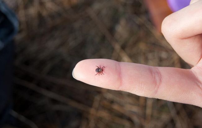 Эти ошибки при удалении клеща могут стоить здоровья: никогда их не делайте