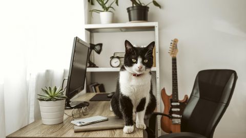 Четверолапые квартиранты: как арендовать квартиру с домашним животным