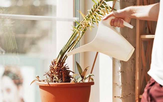 Що робити, коли зів'яли домашні рослини: допоможе простий "еліксир"