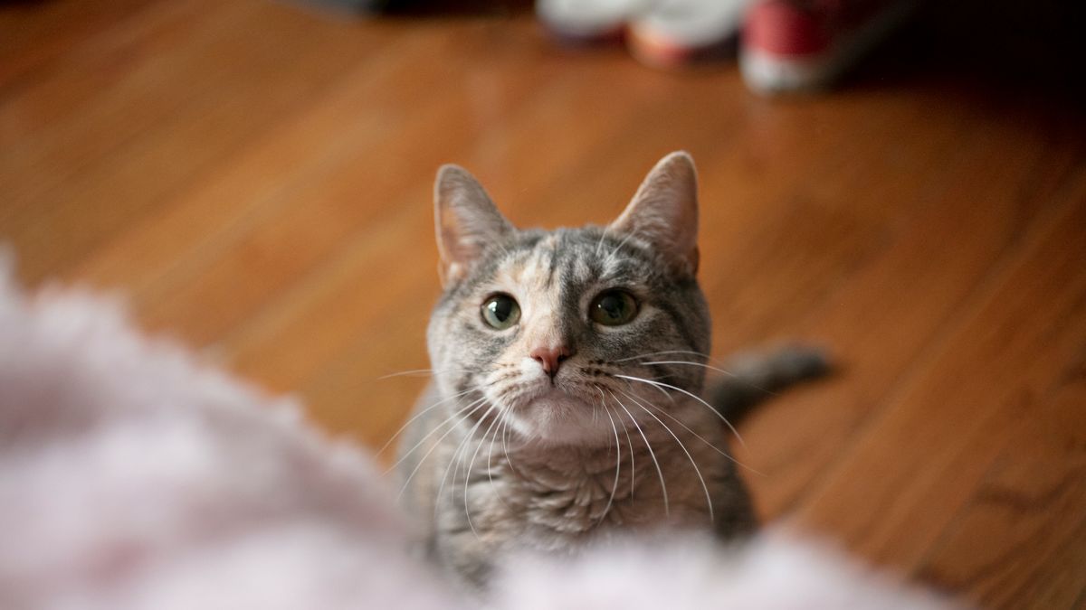 Может ли кот чувствовать болезнь и смерть хозяина - ответ | РБК Украина