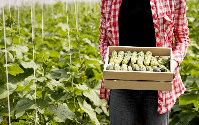 Вирощуємо розсаду огірків: коли і як сіяти, щоб зібрати ранній урожай