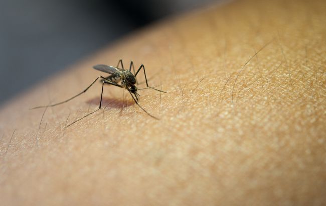 Популяція малярійних комарів щороку активно розширюється: наскільки це небезпечно