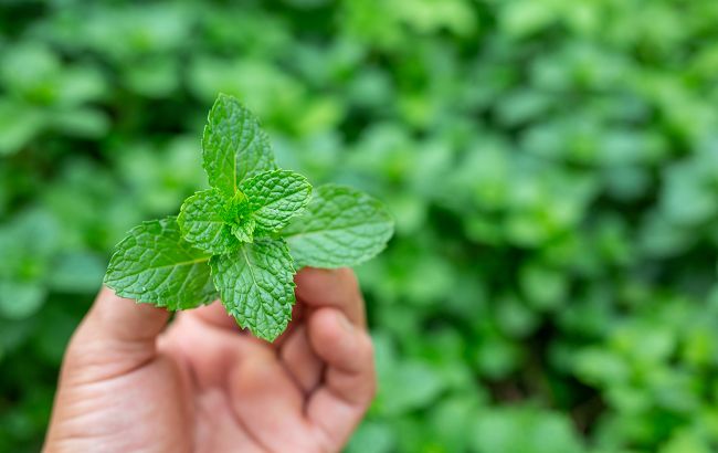 Посадите на своем участке эти два ароматных растения и избавитесь от многих проблем