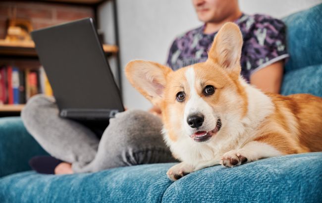 7 продуктов, которые никогда нельзя давать собаке