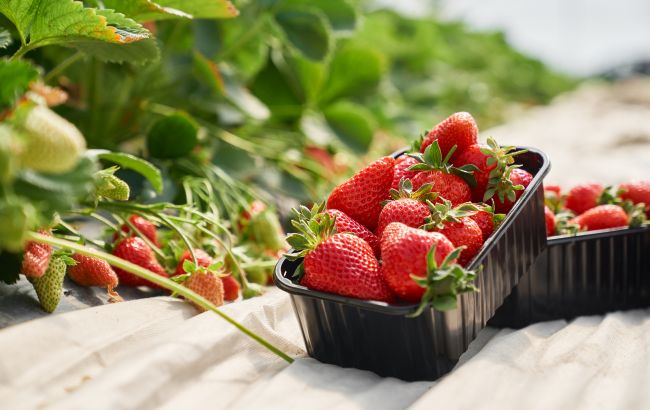 В Україні втричі подешевшала ягода, яку купують зараз усі