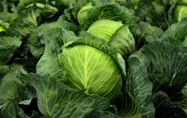 Что делать, если у капусты желтеют и сохнут листья: это поможет спасти урожай