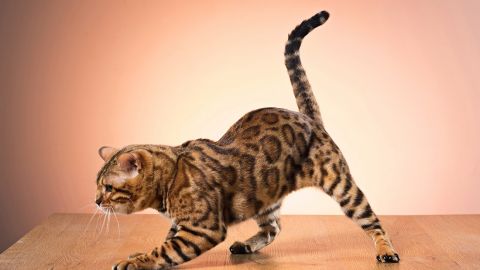 Вы видели этих кошек? 4 породы с невероятной внешностью