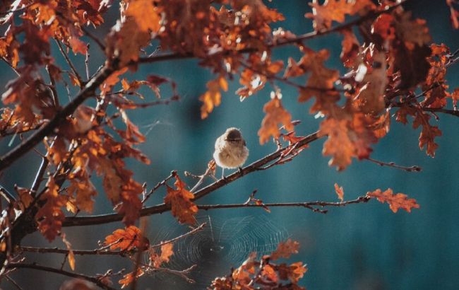 20 важных народных примет, на которые осенью надо обратить внимание огороднику