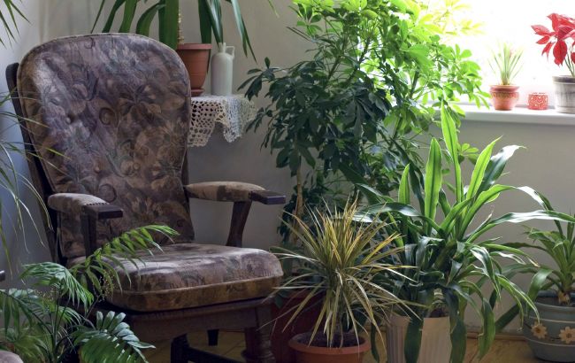 Названы комнатные растения, которые улучшают состояние здоровья