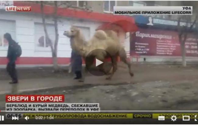"Мадагаскар" по-российски: верблюд и медведица сбежали из зоопарка в Уфе