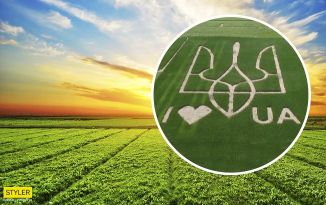 Під Києвом на полі висіяли величезний герб України: фото захоплює