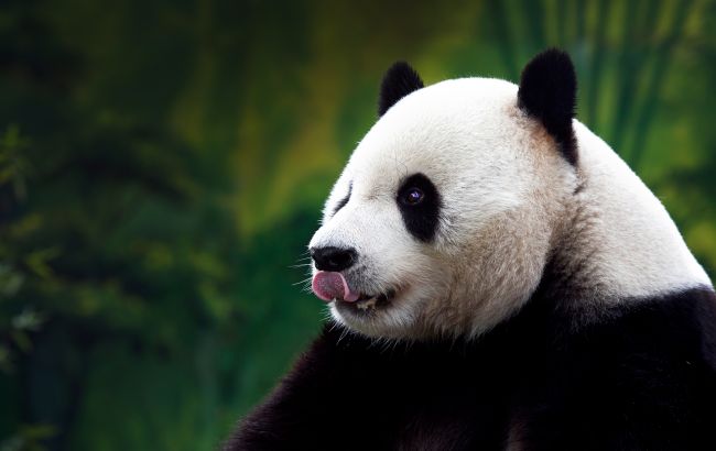 Велика Британія відправила до Китаю останніх панд, які перебували на території країни