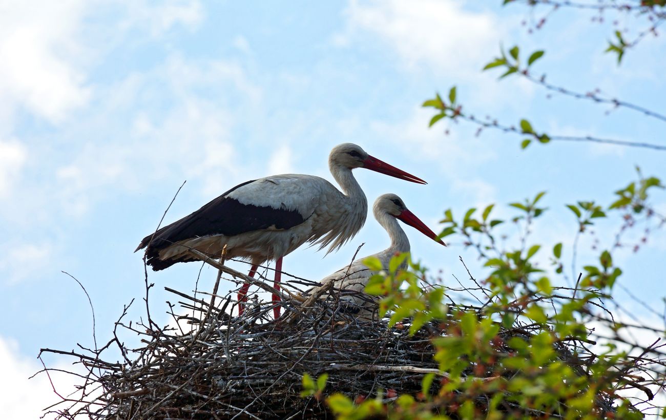 У прямому ефірі на всю країну: у гнізді лелек Одарки та Грицика з’явилося перше яйце
