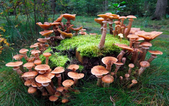 Грибники попереджають: ці частини опеньків восени краще не їсти