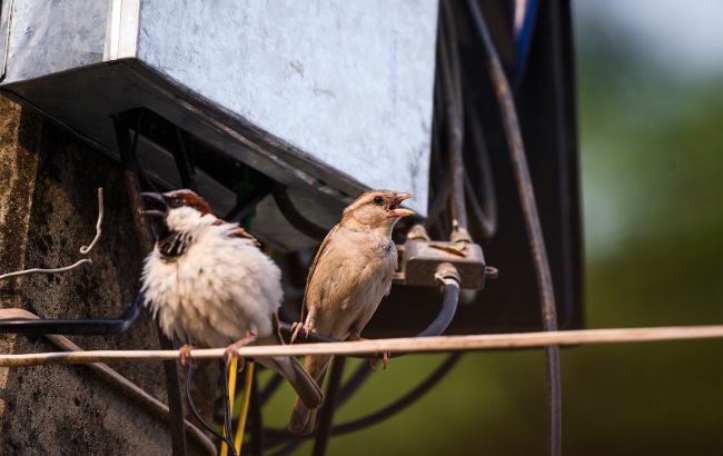 Голуби съедают все? Простой трюк, чтобы осенью накормить синичек и воробьев
