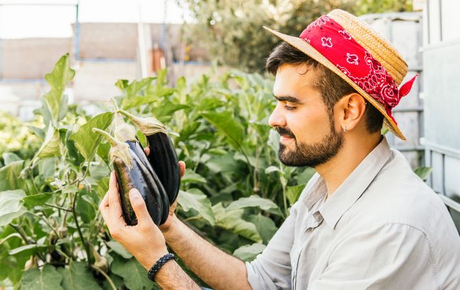 Як правильно зберігати баклажани, щоб вони не зіпсувалися і не втратили смаку