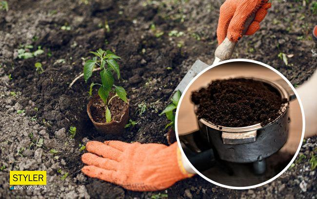 Як використовувати кавову гущу на городі: допоможе рослинам і відлякає шкідників