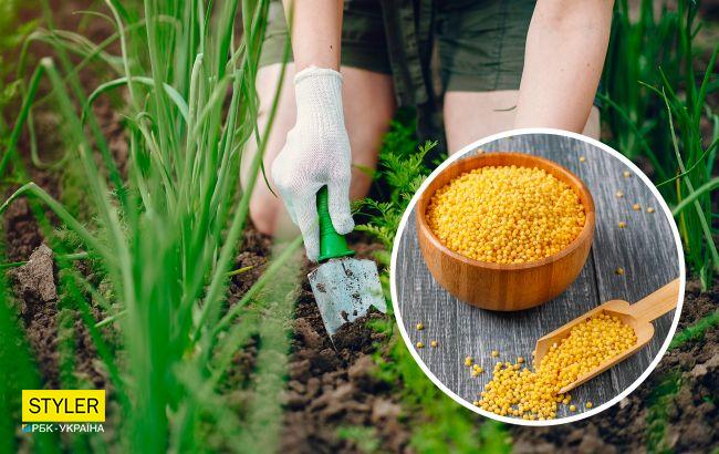 Только опытные огородники знают, зачем посыпать огород пшеном