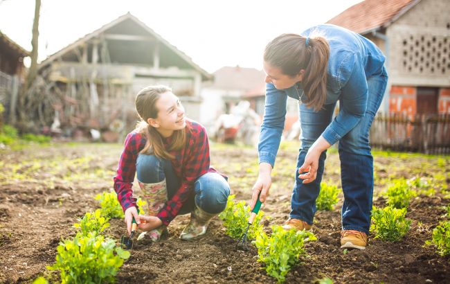 Мало місця на городі? Як спланувати грядки так, щоб збирати відрами з одного метра