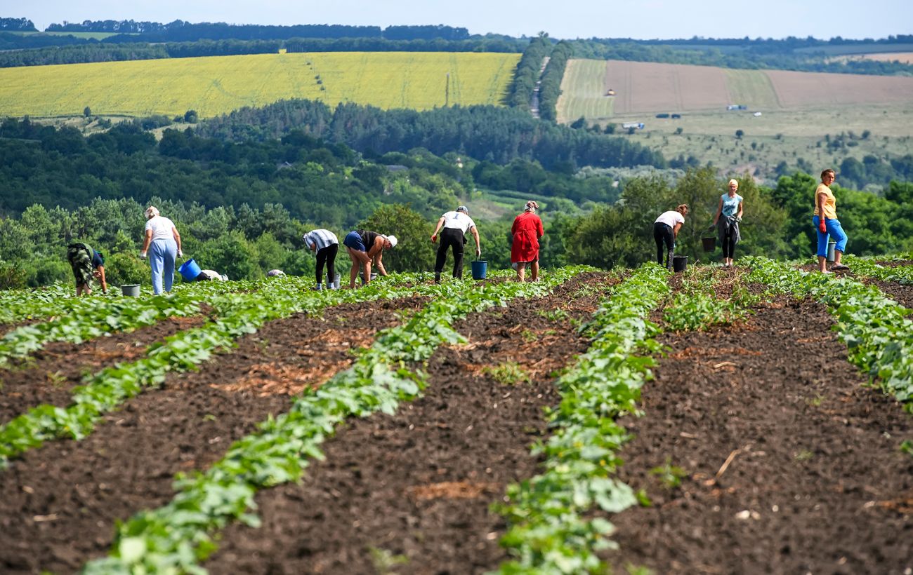 Зміни клімату впливають на агросектор України: переміщення культур на північ