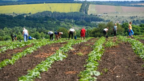 Культури зміщуються на північ: що буде з врожаєм в Україні через зміни клімату