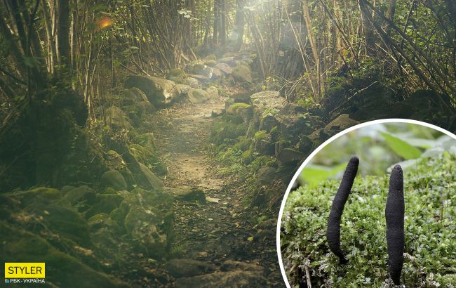 У лісах України знайшли рідкісний гриб "пальці мерця": виглядає він химерно